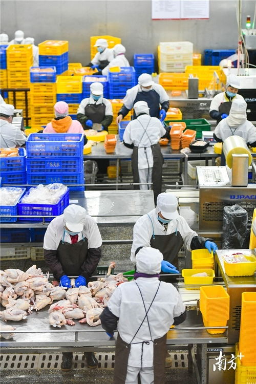 預(yù)制菜風(fēng)口下的清遠機遇 發(fā)揮畜牧漁業(yè)飼料優(yōu)勢，打造粵北預(yù)制菜供應(yīng)鏈高地
